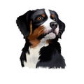 Appenzeller Sennenhund dog digital watercolor hand drawn pet portrait. Medium-size breed regional breeds of Sennenhund-type dogs.