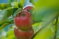 Appetising red apples growing on apple tree in organic orchard in Vaud, Switzerland during summer season Royalty Free Stock Photo