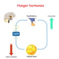 Appetite, leptin hormone and adipose tissue