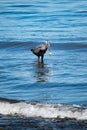 Appetizer for a Great Blue Heron