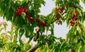 Nice inviting view of a red fresh cherry berries on a tree branches in farm garden of Niagara region, Ontario, Canada