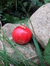 Appetizing apple on the stones Royalty Free Stock Photo