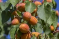 Appetizing blushing ripe apricots on tree branch with fresh green leaves. Red and orange color two apricots closeup Royalty Free Stock Photo