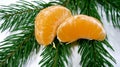 Appetizing bright orange slices of tangerines lie on a beautiful green branch of a tree on a white background. 7659