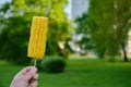 Appetizing bright yellow boiled corn on a stick in hand, on a blurred background of a green city park.