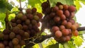 Appetizing bunches of grapes on the vine Royalty Free Stock Photo