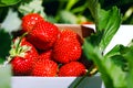 Appetizing and delicious beautiful strawberries. Fresh strawberry Royalty Free Stock Photo