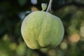 Appetizing delicious quince fruits unripe