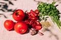 Appetizing dried and fresh tomatoes, various spices and herbs lie on the kitchen table, bright sunlight and shade Royalty Free Stock Photo