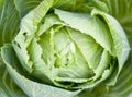 Appetizing green cabbage