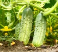 Appetizing green cucumbers in a kitchen garden Royalty Free Stock Photo
