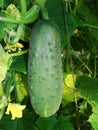 Green cucumbers hang on a green branch near to yellow colors in a kitchen garden. Cucumber on tree in the garden Royalty Free Stock Photo