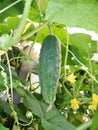 Green cucumbers hang on a green branch near to yellow colors in a kitchen garden. Cucumber on tree in the garden Royalty Free Stock Photo