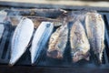 Appetizing mackerel fish on barbecue or grill Royalty Free Stock Photo