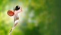 Appetizing piece of smoked meat on a fork against the blurred green foliage.