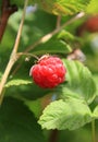 Appetizing raspberry on a twig