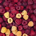 Heap of red and yellow ripe juicy raspberry