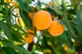 Appetizing ripe yellow peaches on tree in garden Royalty Free Stock Photo