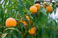 Appetizing ripe yellow peaches on tree in garden Royalty Free Stock Photo