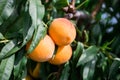 Appetizing ripe yellow peaches on tree in garden Royalty Free Stock Photo