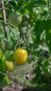 Appetizing ripe yellow and still green tomatoes on a branch of a green seedling in a garden bed. Royalty Free Stock Photo