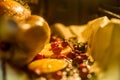 Appetizing Roast chicken turkey with Orange Slices Cranberries and Herbs in the oven