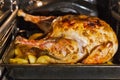 Turkey is baked in the oven closeup Royalty Free Stock Photo