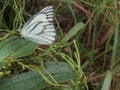 Appias olferna, Beautiful Striped Albatross Butterfly in the Forest Royalty Free Stock Photo
