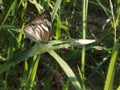 Appias olferna, Striped Albatross Butterfly on the Field Royalty Free Stock Photo