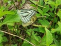 Appias olferna, Striped Albatross Butterfly on the Field Royalty Free Stock Photo