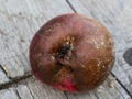 Apple affected by fungus and mold. Disease scab, a Lousy rotten Apple.