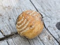 Apple affected by fungus and mold. Disease scab, a Lousy rotten Apple.