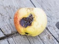 Apple affected by fungus and mold. Disease scab, a Lousy rotten Apple.