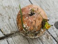 Apple affected by fungus and mold. Disease scab, a Lousy rotten Apple.