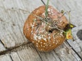 Apple affected by fungus and mold. Disease scab, a Lousy rotten Apple.