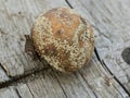 Apple affected by fungus and mold. Disease scab, a Lousy rotten Apple.