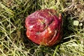 Crop of apples ruined by diseases of fruit trees. Apple is affected by fungus and mold. Disease scab, a lousy rotten Apple.