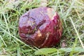 Crop of apples ruined by diseases of fruit trees. Apple is affected by fungus and mold. Disease scab, a lousy rotten Apple.