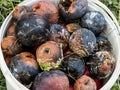 Crop of apples ruined by diseases of fruit trees. Apple is affected by fungus and mold. Disease scab, a lousy rotten Apple.