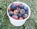 Crop of apples ruined by diseases of fruit trees. Apple is affected by fungus and mold. Disease scab, a lousy rotten Apple.