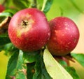 Apple, agriculture and tree in closeup at orchard, nutrition and food production in countryside. Growth, red fruits and Royalty Free Stock Photo