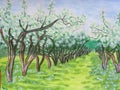 Apple alley in blossom Royalty Free Stock Photo