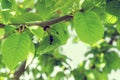 Apple aphids on the inside of the leaf. Agricultural pest. Infected apple tree. Close up Royalty Free Stock Photo