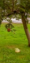 Red apple tree in Ohio Royalty Free Stock Photo
