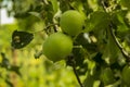 Apple on apple trees in the garden