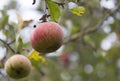 Apple on appletree