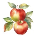 Apple fruit watercolor illustration