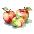 Apple fruit watercolor illustration