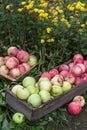 Apple autumn harvest in wooden box. Freshly harvested organic green red pink apples in garden with flowers Royalty Free Stock Photo