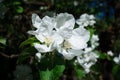 Apple background. Blossoming apple, flowering apple.